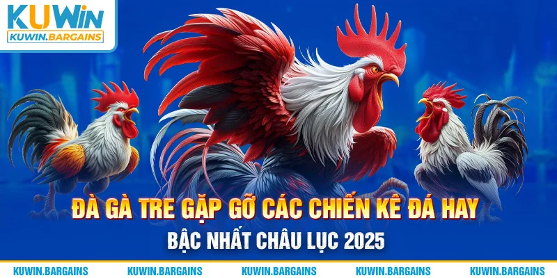 Đà Gà Tre Gặp Gỡ Các Chiến Kê Đá Hay Bậc Nhất Châu Lục 2025